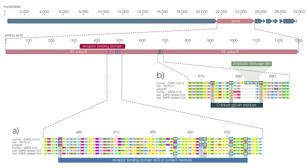 Cleavage Site Diagram showing PRRA sequence difference.